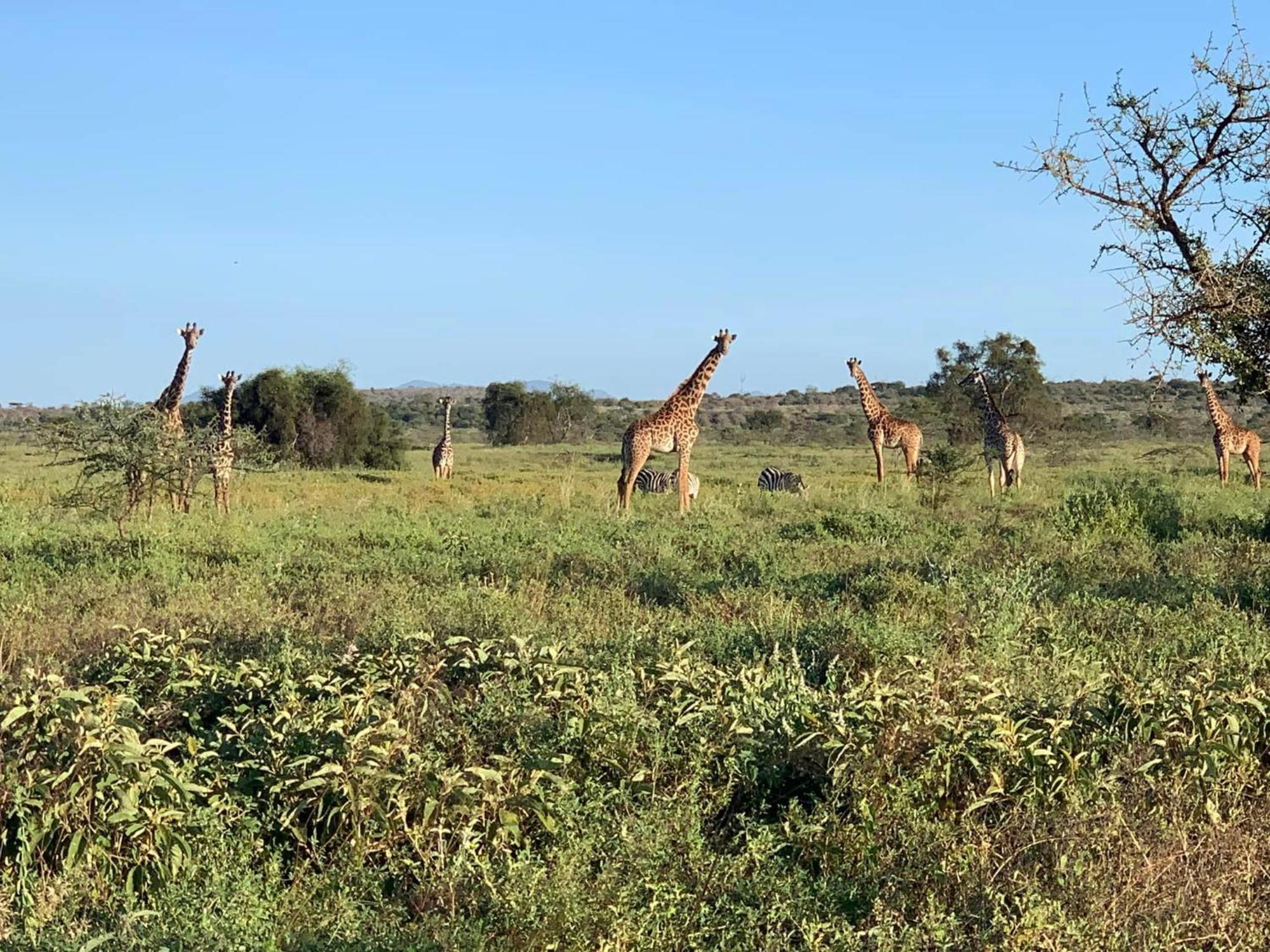 Amboseli Discovery Camp מראה חיצוני תמונה