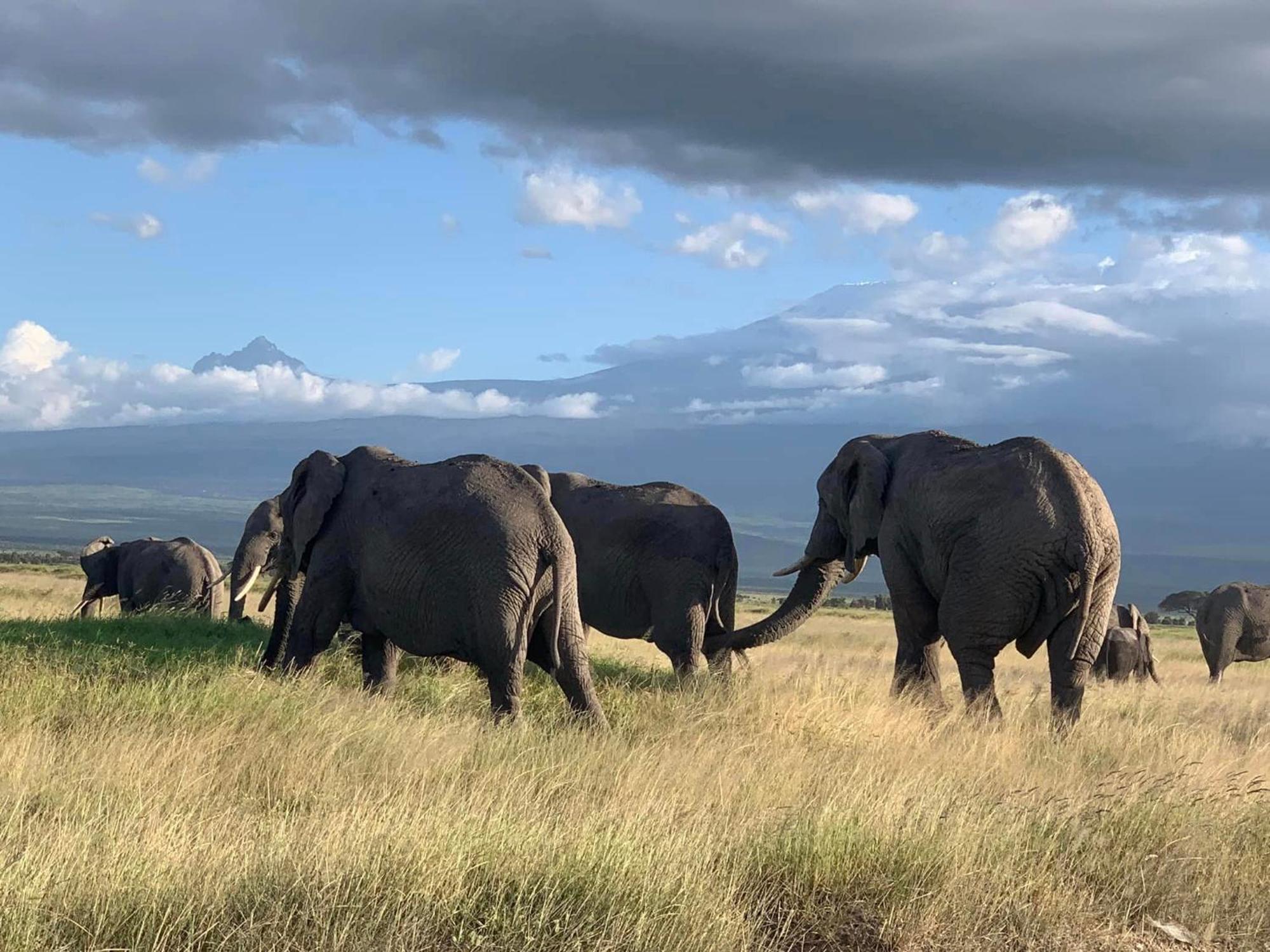 Amboseli Discovery Camp מראה חיצוני תמונה