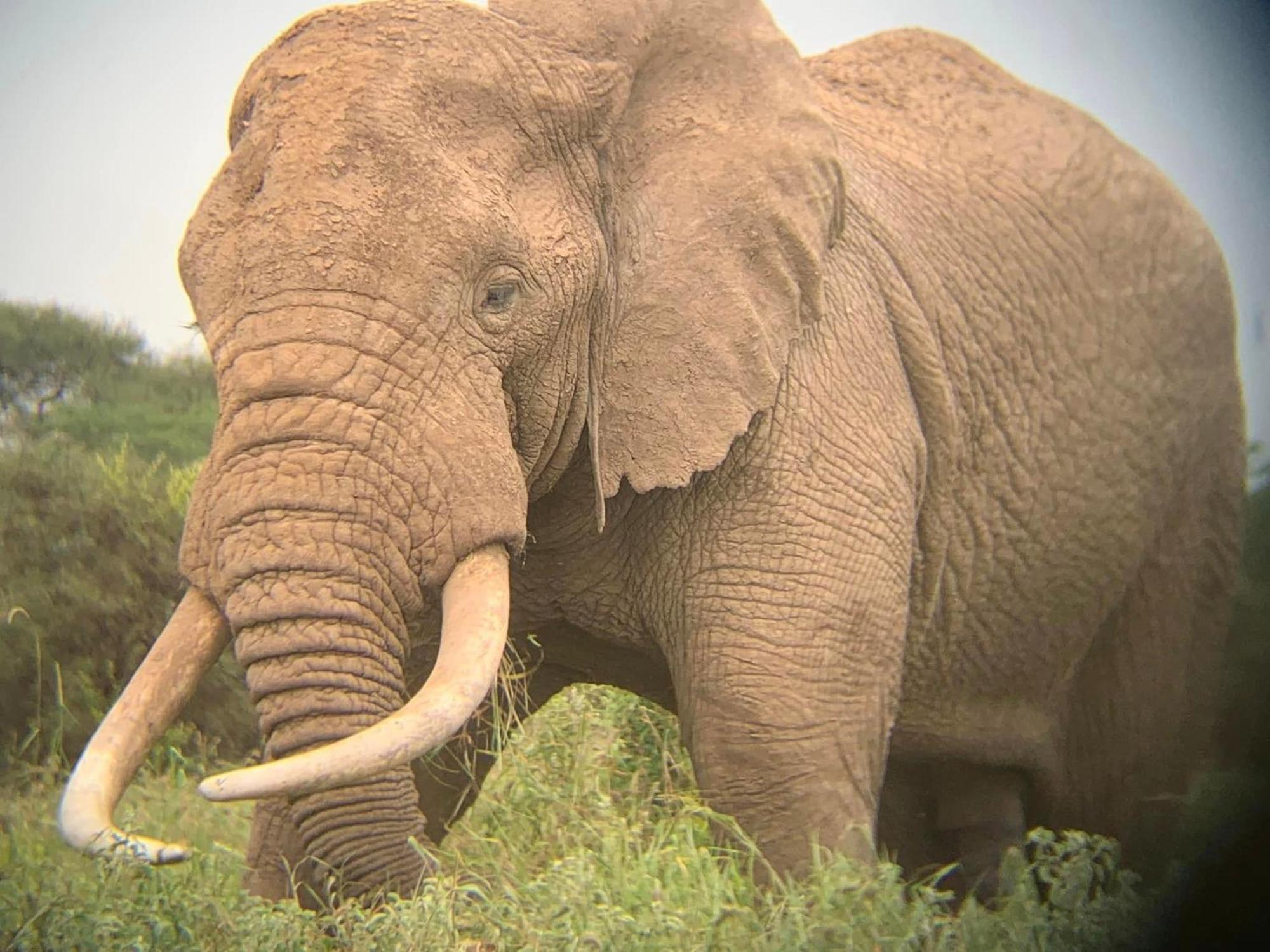 Amboseli Discovery Camp מראה חיצוני תמונה