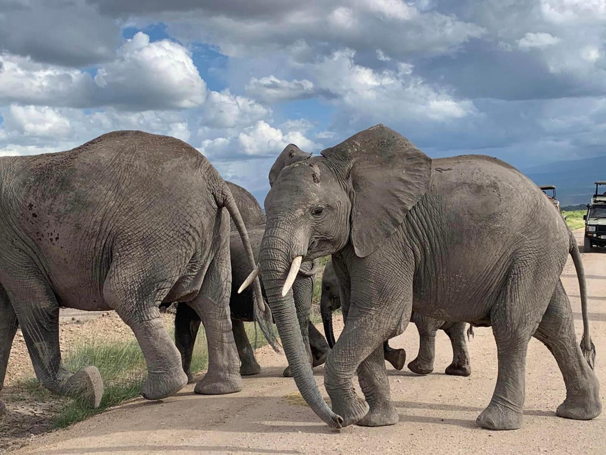 Amboseli Discovery Camp מראה חיצוני תמונה