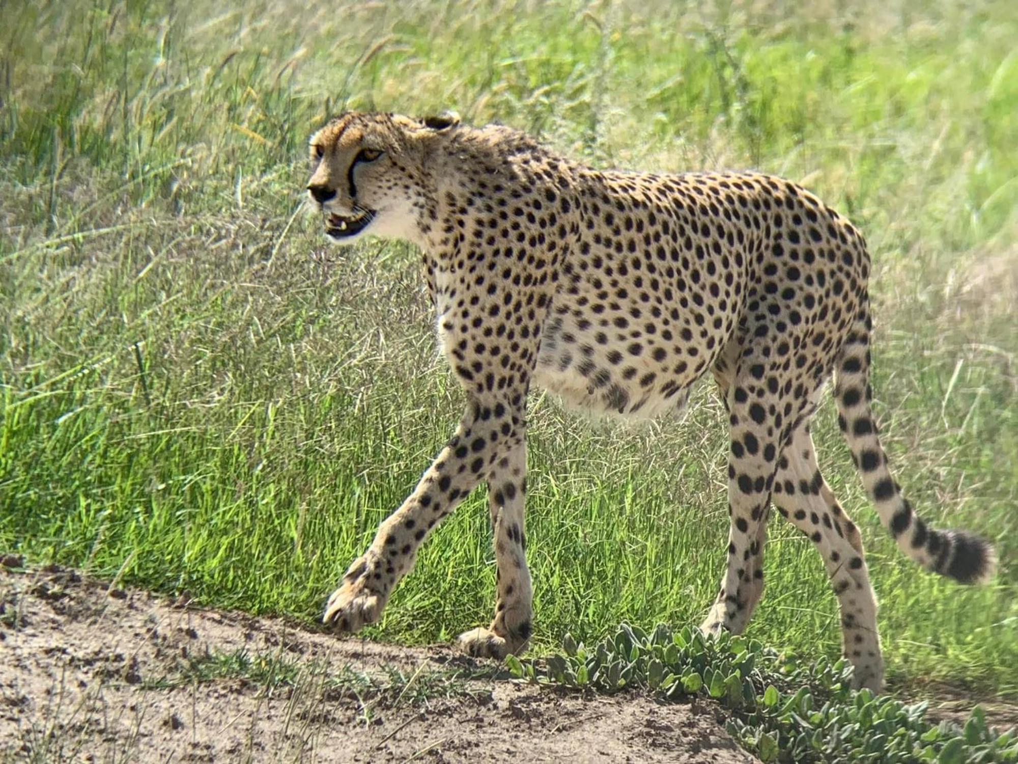Amboseli Discovery Camp מראה חיצוני תמונה