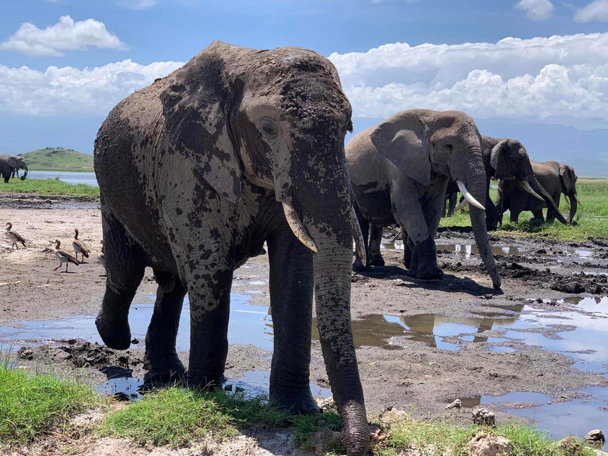 Amboseli Discovery Camp מראה חיצוני תמונה