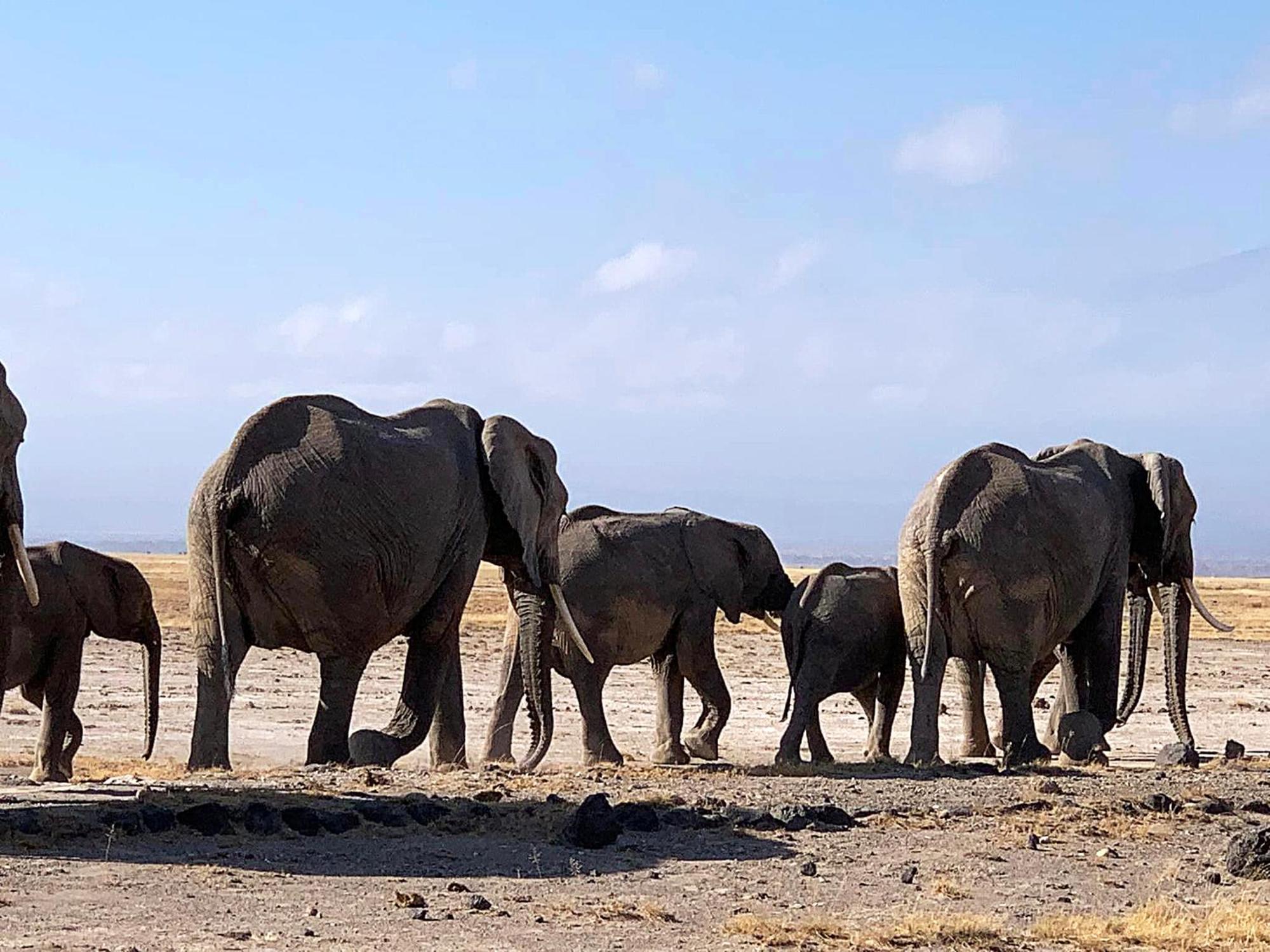 Amboseli Discovery Camp מראה חיצוני תמונה