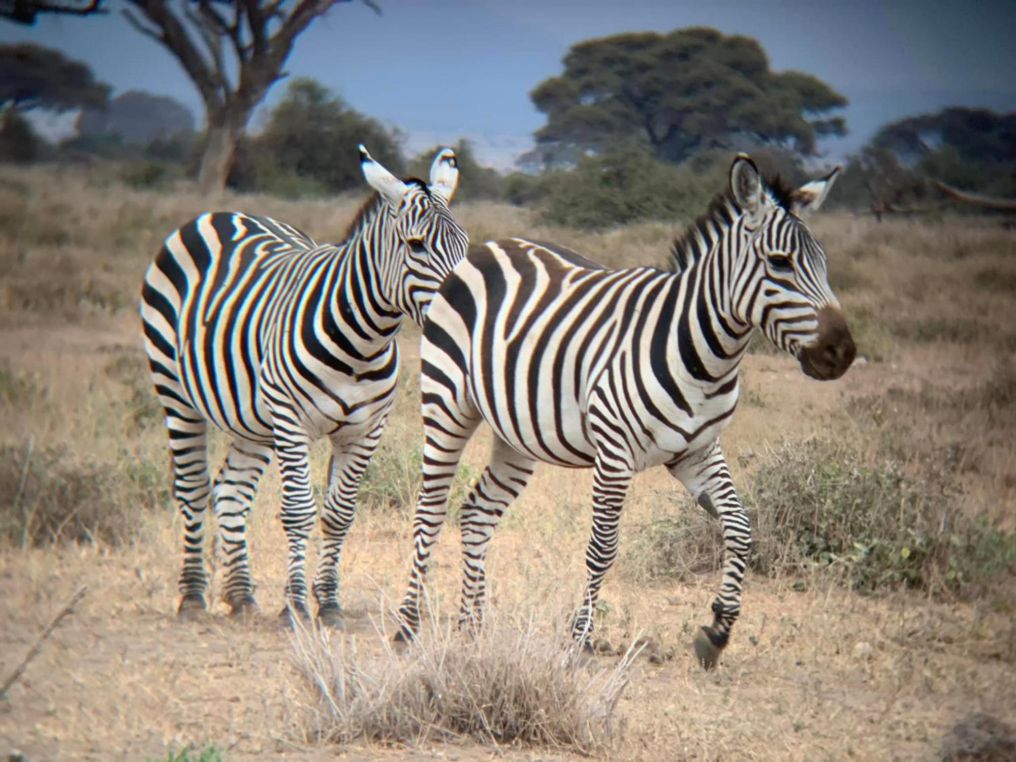 Amboseli Discovery Camp מראה חיצוני תמונה