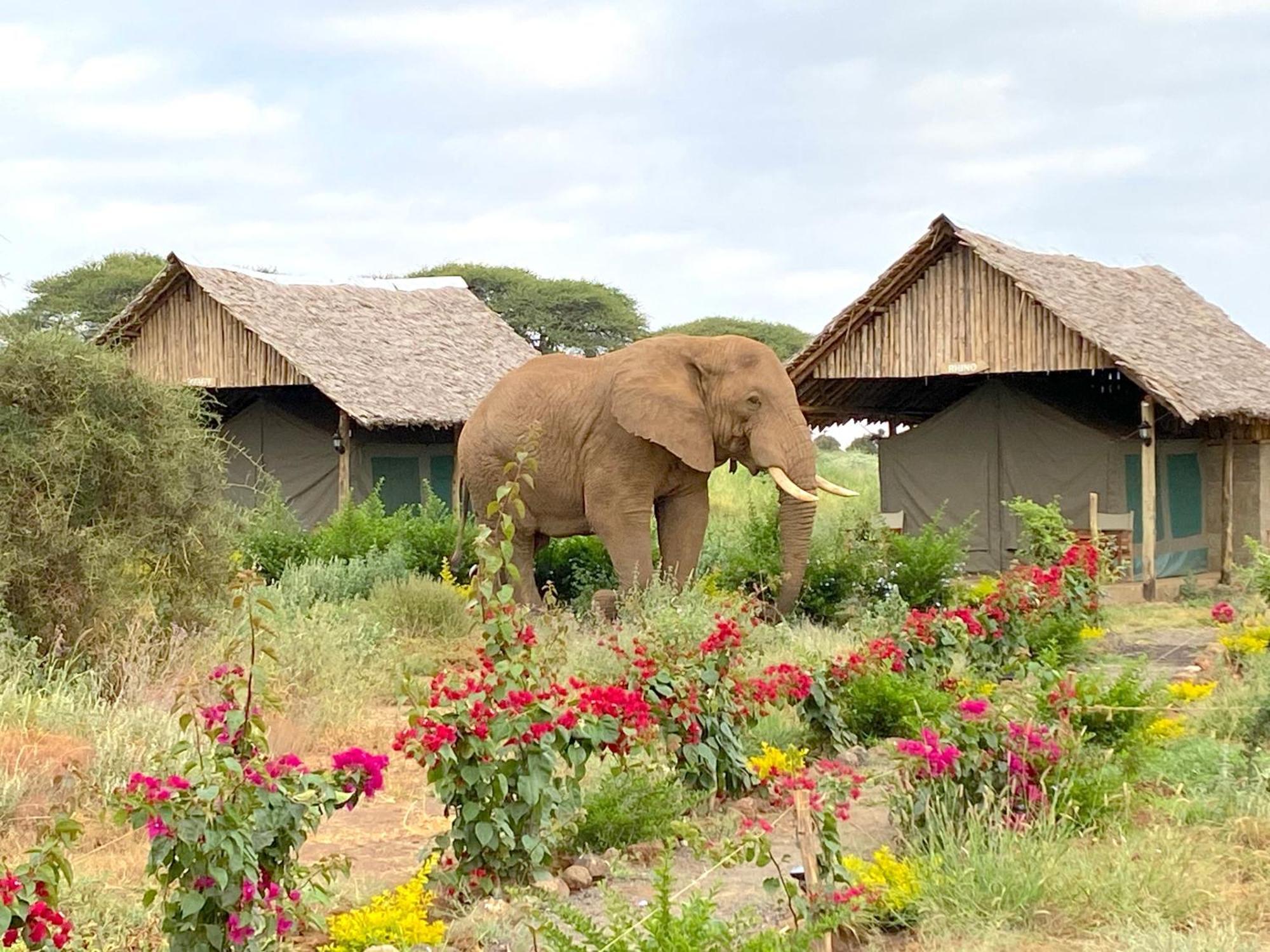 Amboseli Discovery Camp מראה חיצוני תמונה